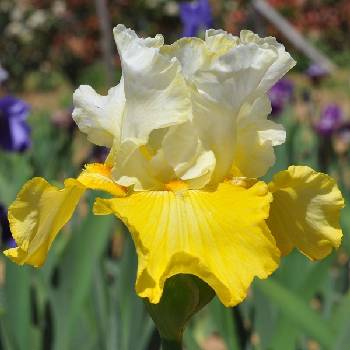 Ирис Iris Germanica ‘Echo de France’